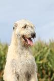 IRISH WOLFHOUND 118